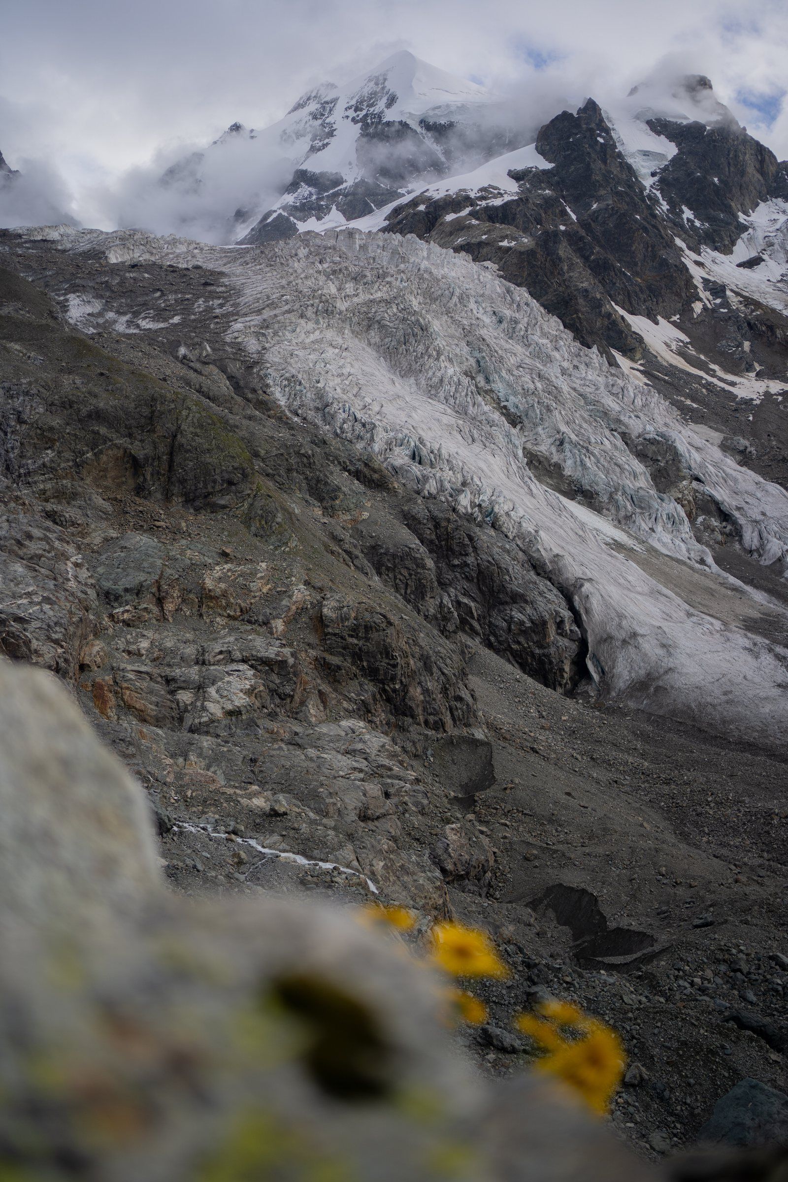 Gletscher hinter Blumen am Moränenhang