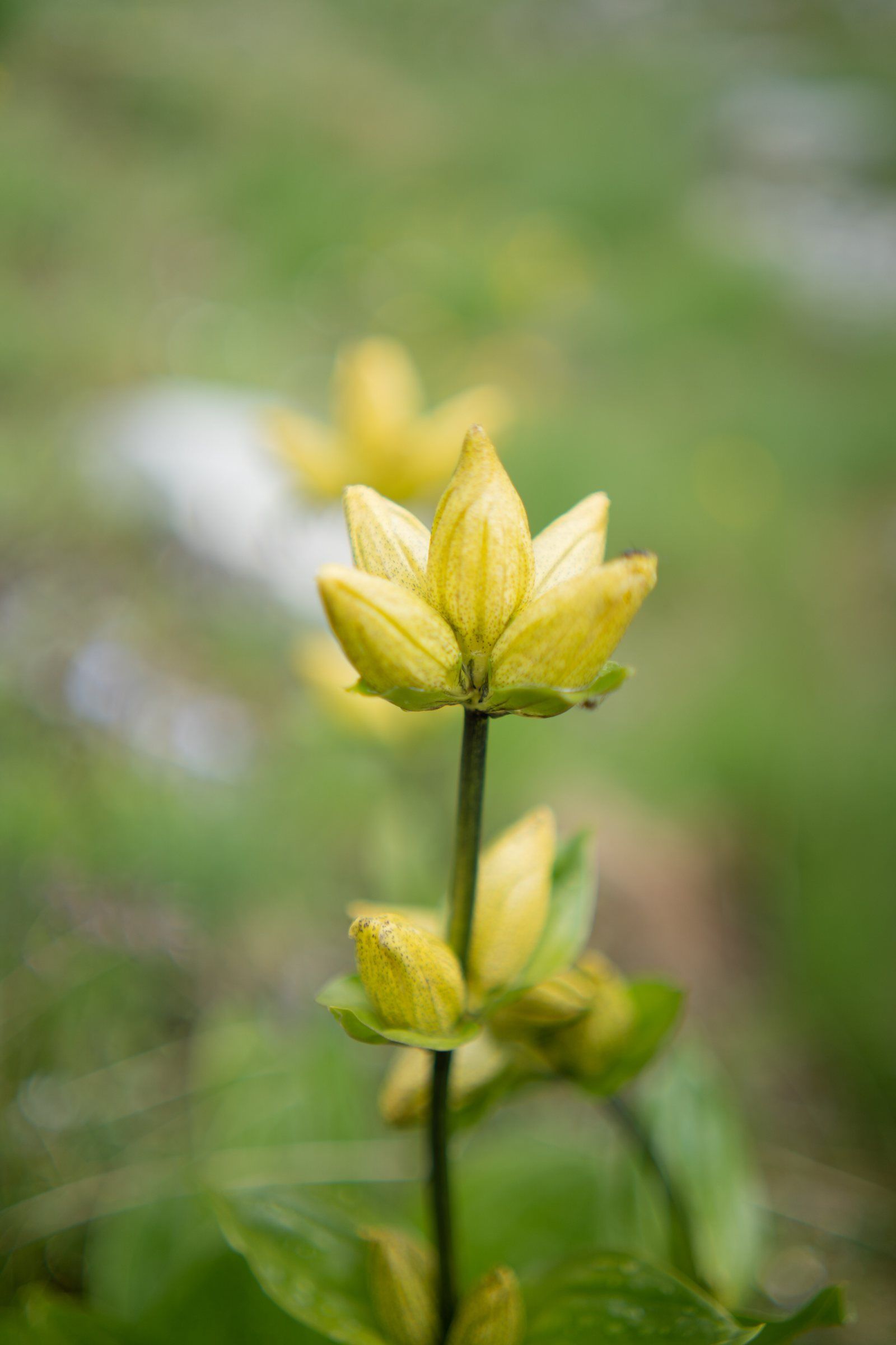 Gelbe Trollblume vor grüner Wiese